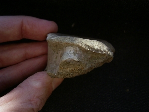 Mastodonsaurus Wirbel und Schaedelteil