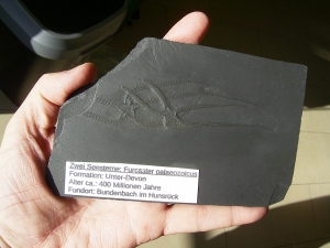 Zwei Schlangensterne Furcster