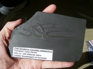 Zwei Schlangensterne Furcster