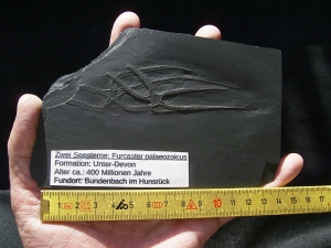 Zwei Schlangensterne Furcster