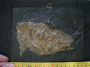 Fisch-Schaedel aus der Grube Messel