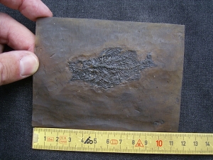 Amphiperca - Fossiler Barsch