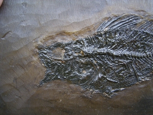 Amphiperca - Fossiler Barsch