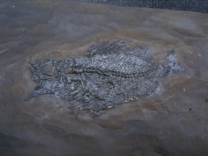 Amphiperca - Fossiler Barsch