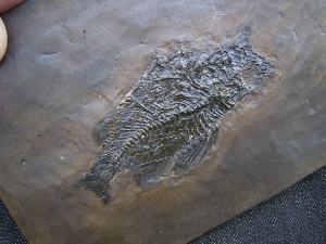 Amphiperca - Fossiler Barsch