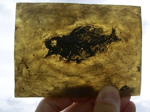 Amphiperca - Fossiler Barsch