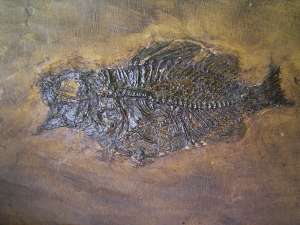 Amphiperca - Fossiler Barsch