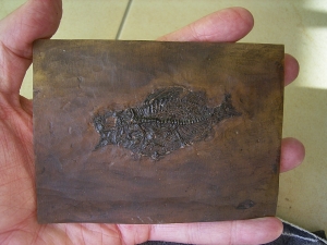 Amphiperca - Fossiler Barsch