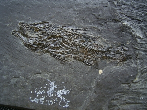 Messelbarsch Amphiperca