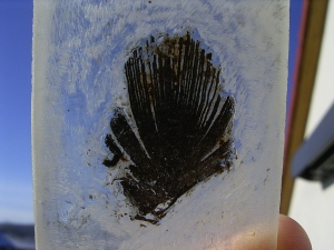 Feder Messel