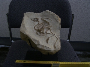 Vogel Pseudocrypturus cercanaxious