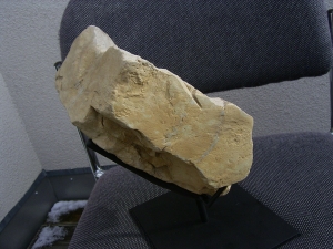 Vogel Pseudocrypturus cercanaxious