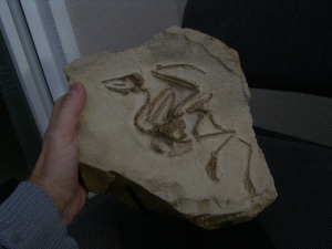 Vogel Pseudocrypturus cercanaxious