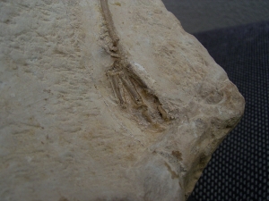 Vogel Pseudocrypturus cercanaxious