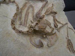 Vogel Pseudocrypturus cercanaxious