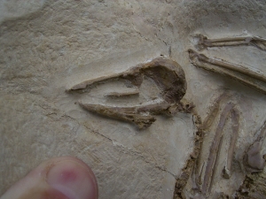 Vogel Pseudocrypturus cercanaxious