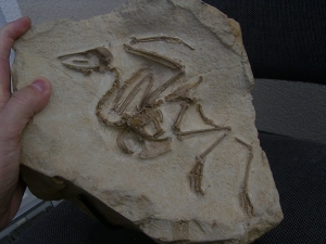 Vogel Pseudocrypturus cercanaxious