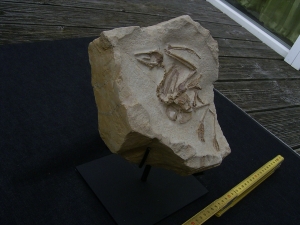 Vogel Pseudocrypturus cercanaxious