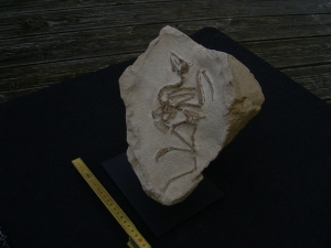 Vogel Pseudocrypturus cercanaxious