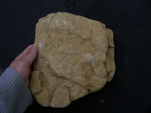 Vogel Pseudocrypturus cercanaxious