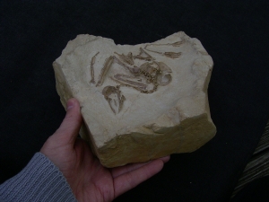 Vogel Pseudocrypturus cercanaxious