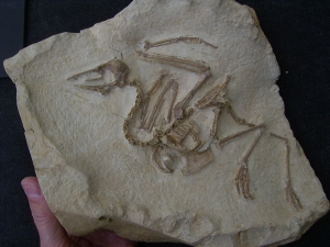 Vogel Pseudocrypturus cercanaxious