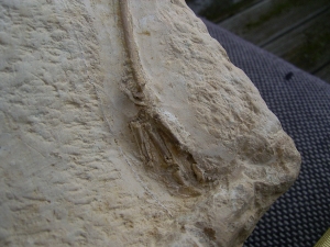 Vogel Pseudocrypturus cercanaxious