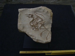 Vogel Pseudocrypturus cercanaxious