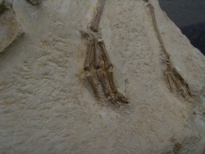 Vogel Pseudocrypturus cercanaxious