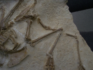 Vogel Pseudocrypturus cercanaxious