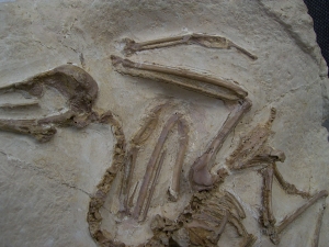 Vogel Pseudocrypturus cercanaxious