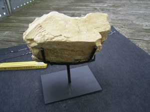 Vogel Pseudocrypturus cercanaxious