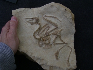 Vogel Pseudocrypturus cercanaxious