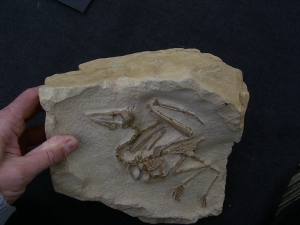 Vogel Pseudocrypturus cercanaxious