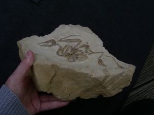 Vogel Pseudocrypturus cercanaxious