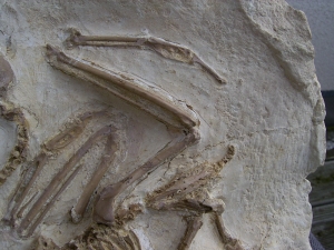 Vogel Pseudocrypturus cercanaxious