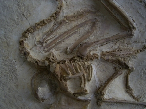 Vogel Pseudocrypturus cercanaxious