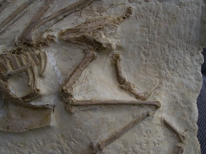 Vogel Pseudocrypturus cercanaxious