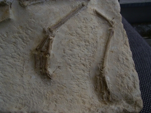 Vogel Pseudocrypturus cercanaxious