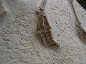 Vogel Pseudocrypturus cercanaxious