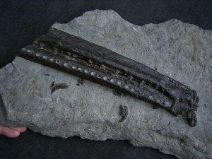 Steneosaur jaw