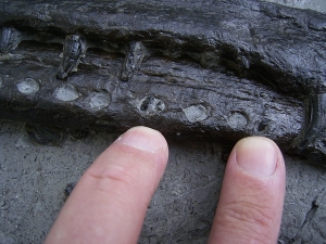 Steneosaur jaw