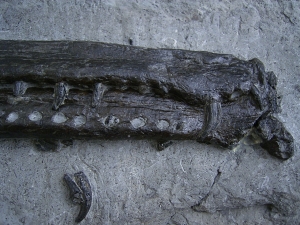 Steneosaur jaw