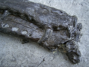 Steneosaur jaw