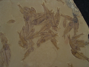 Fisch Schwarm Gosiutichthys parvus