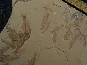 Fisch Schwarm Gosiutichthys parvus