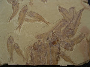 Fisch Schwarm Gosiutichthys parvus