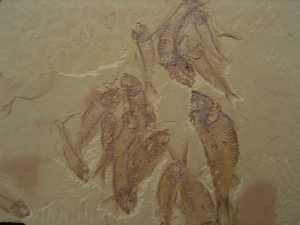 Fisch Schwarm Gosiutichthys parvus