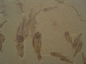 Fisch Schwarm Gosiutichthys parvus