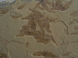 Fisch Schwarm Gosiutichthys parvus